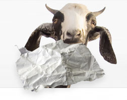 goat eating paper