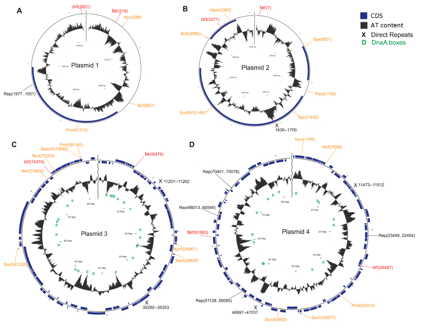 Circular maps of the candidate Francisella TX07-6608 plasmids