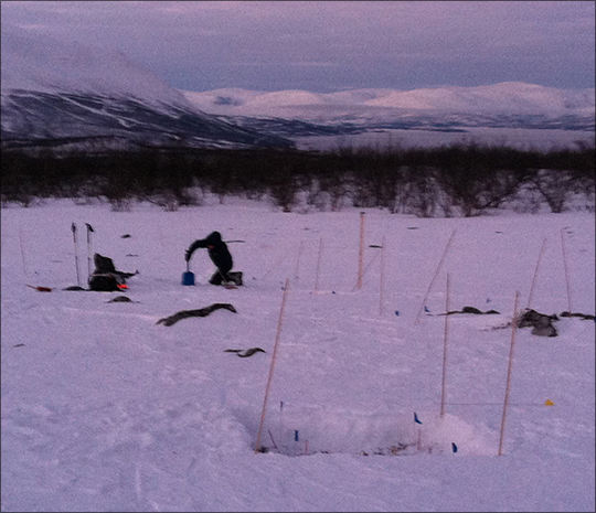 Photo. Researchers used the Long-range wireless network sensors in Abisko, Sweden. The photo shows Adam Collins (EES-14) working in the field. Photo courtesy Turin Dickman (EES-14).  