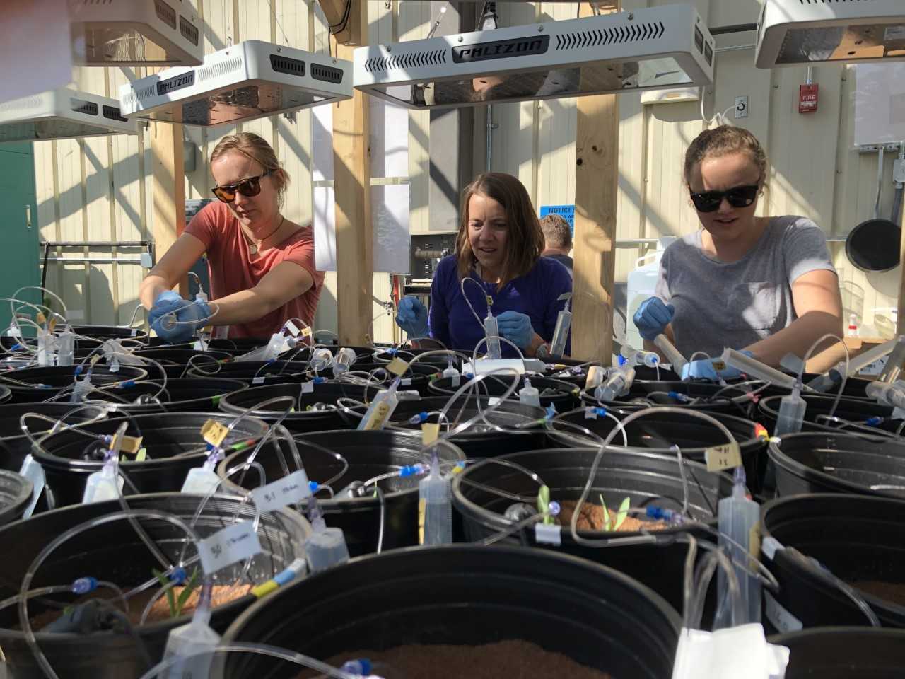 EES Atmosphere, Climate, and Ecosystem Science Research team members (left to right) Dea Musa, Turin Dickman, and Emma Lathrop collect the first soil chemistry samples in the remodeled greenhouse for a new LDRD food security project.