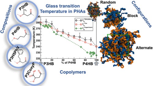 Los Alamos scientists analyzed four different co-polymer compositions of polyhydroxyalkanoates (PHAs) using molecular dynamics simulations and experimental data to determine how chemical composition and temperature impacted their strength and elasticity. These co-polymers have the potential to replace fossil fuel-based single use plastics such as grocery bags and cutlery. 